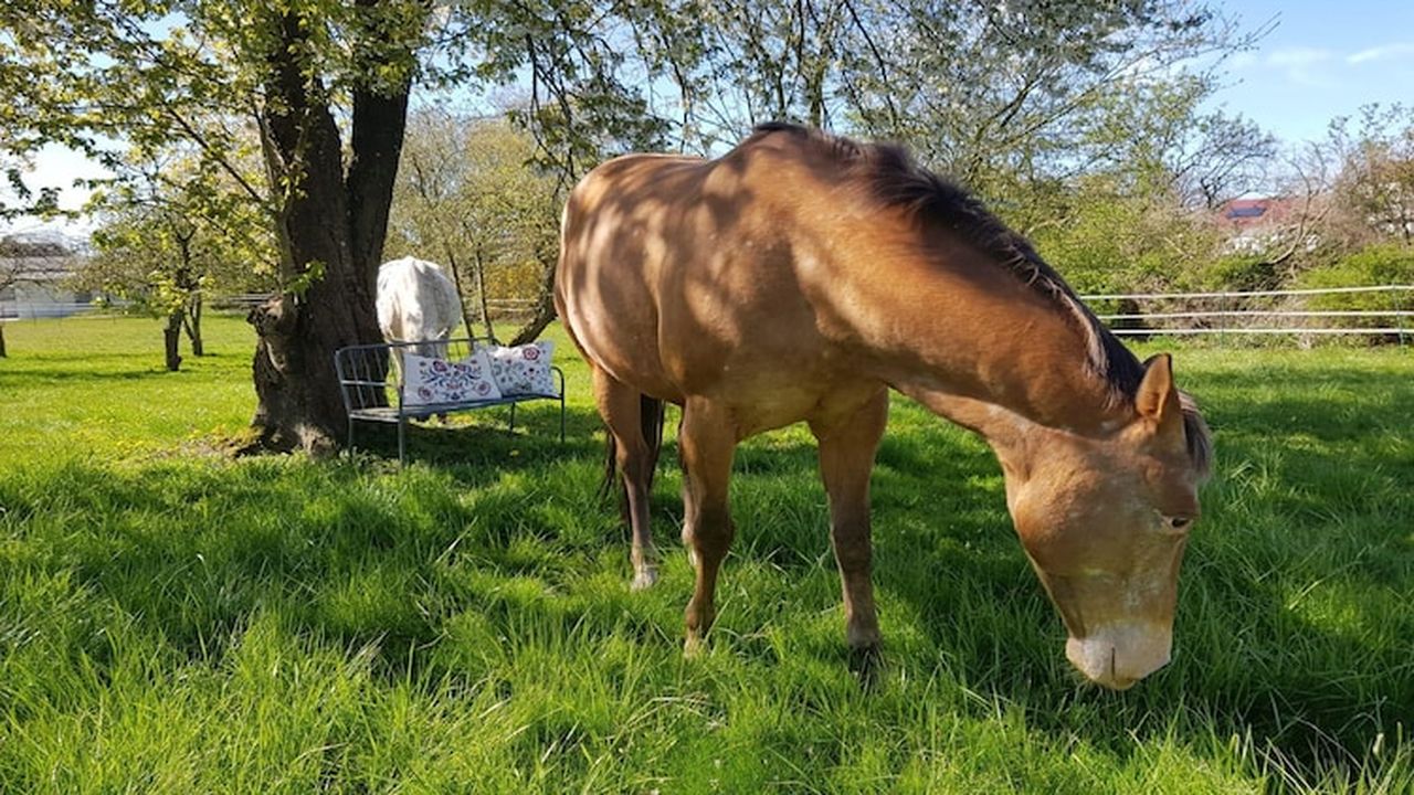 ViewSummer ViewSummer